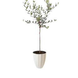 Arbequina Olive Tree